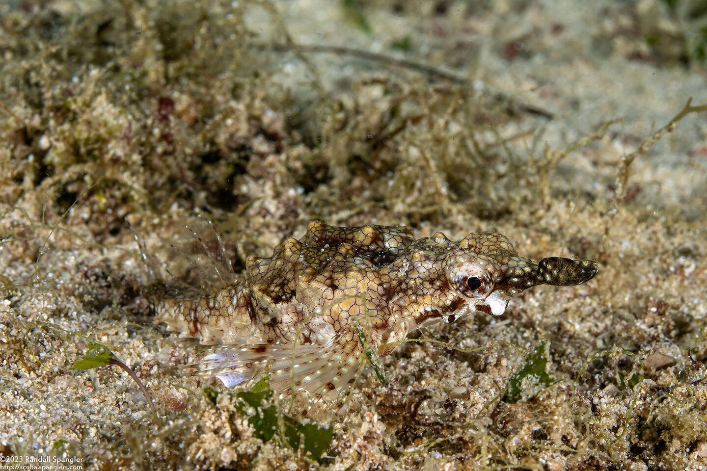 Eurypegasus draconis (Dragon Sea Moth)