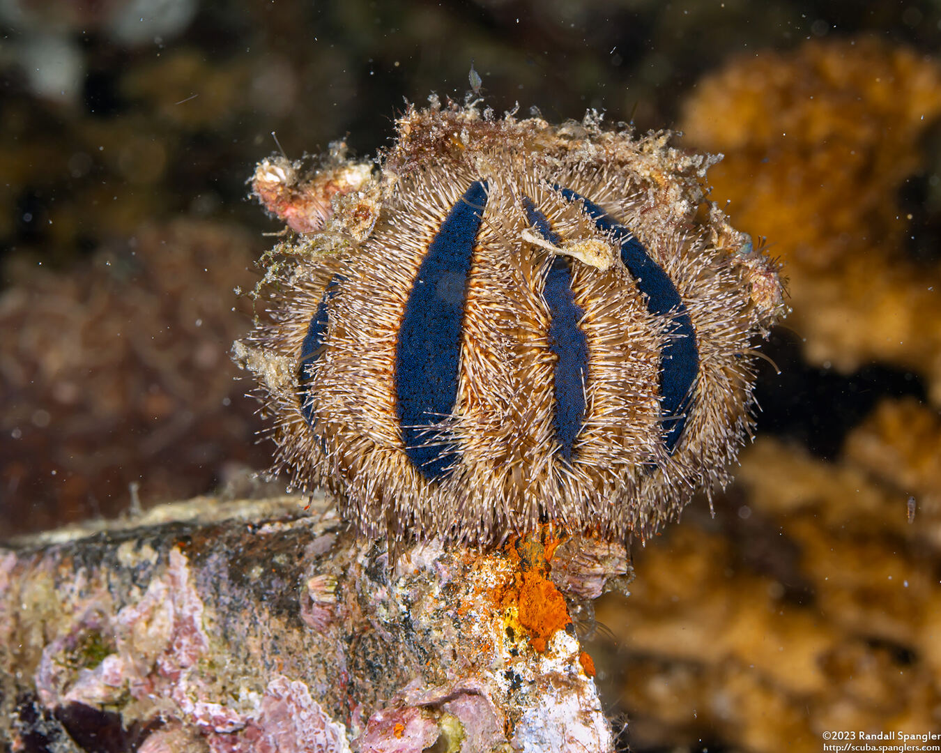 Mespilia globulus (Globe Urchin)