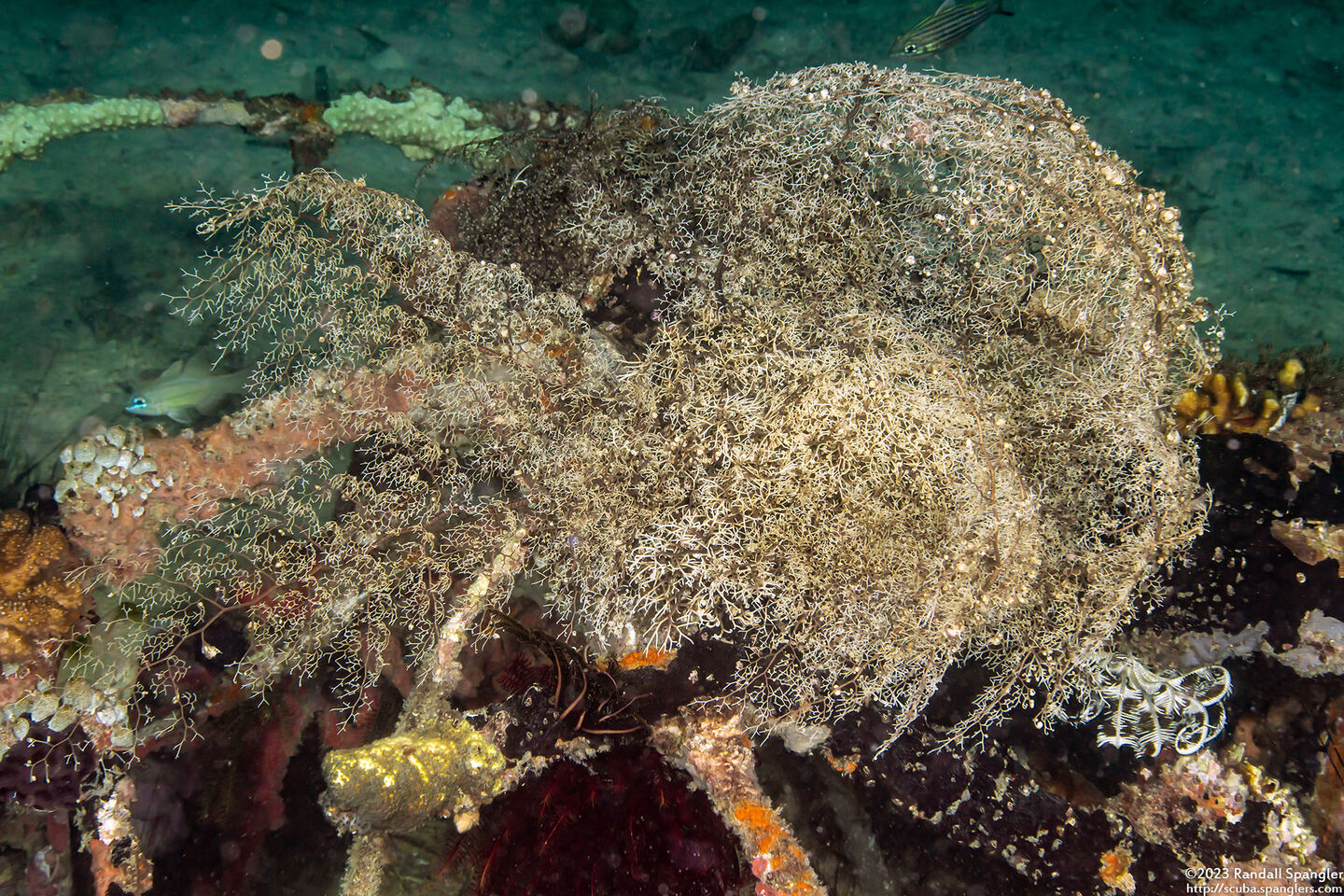 Astroboa nuda (Giant Basket Star)