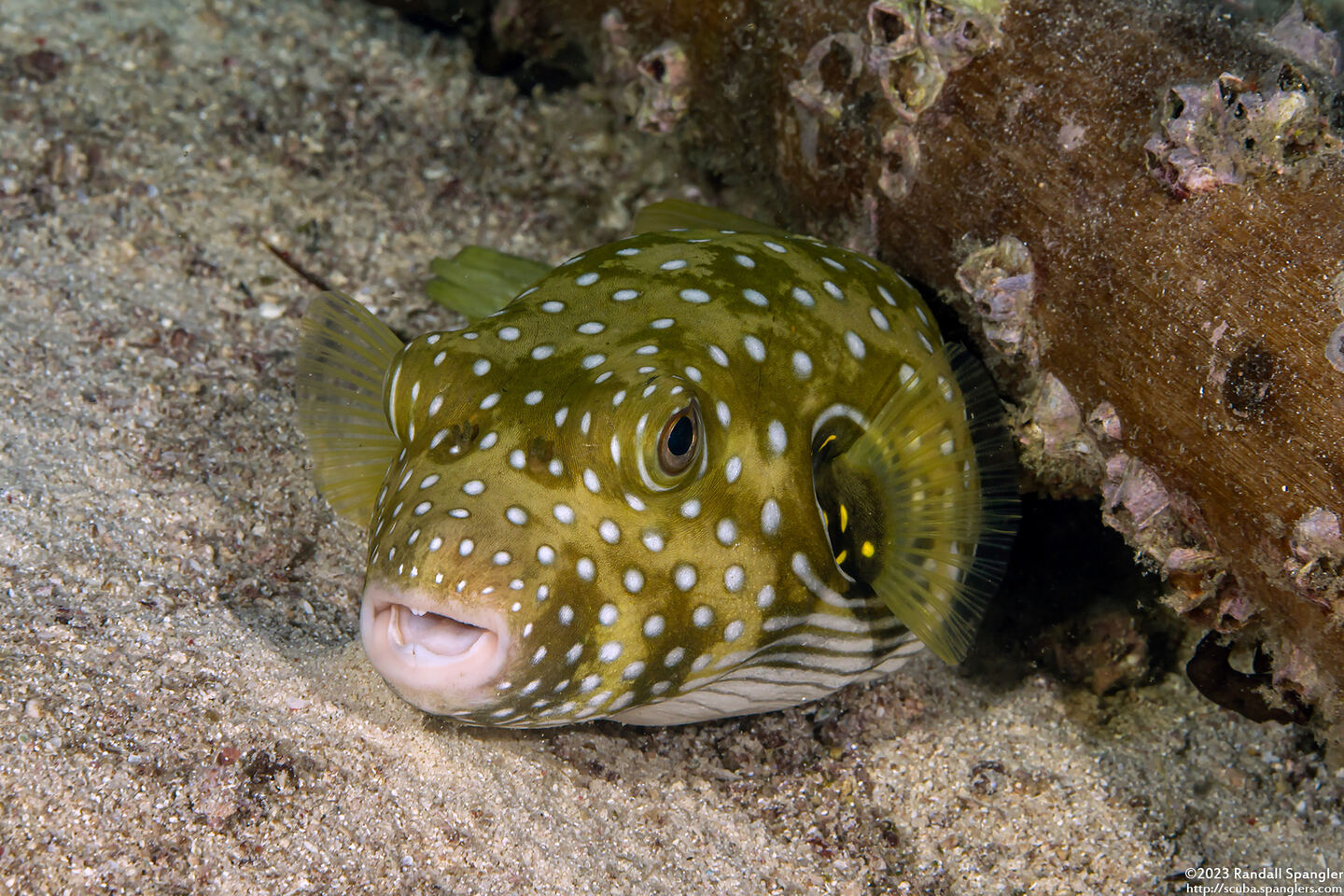 Arothron hispidus (White-Spotted Puffer)