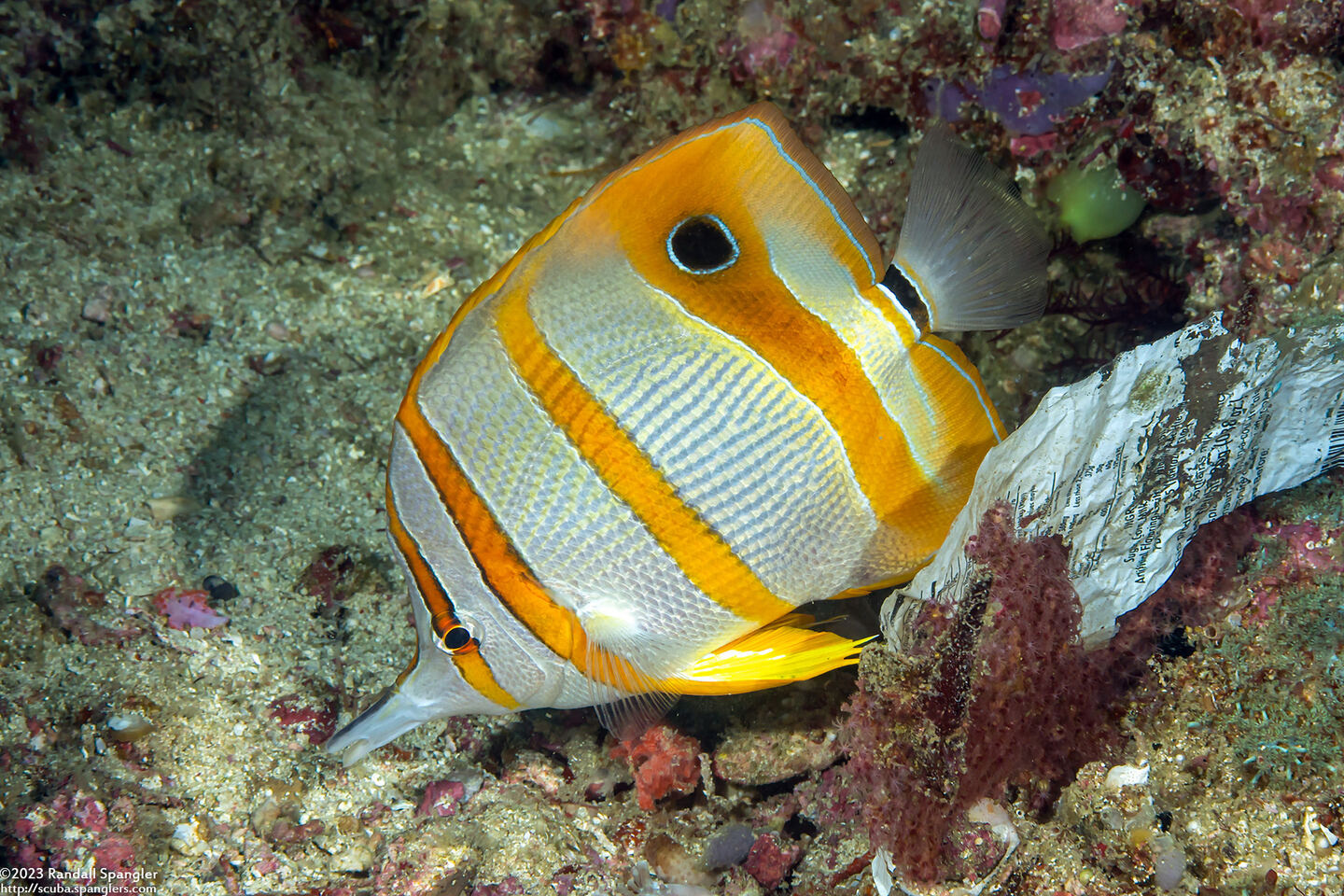 Chelmon rostratus (Copperband Butterflyfish)