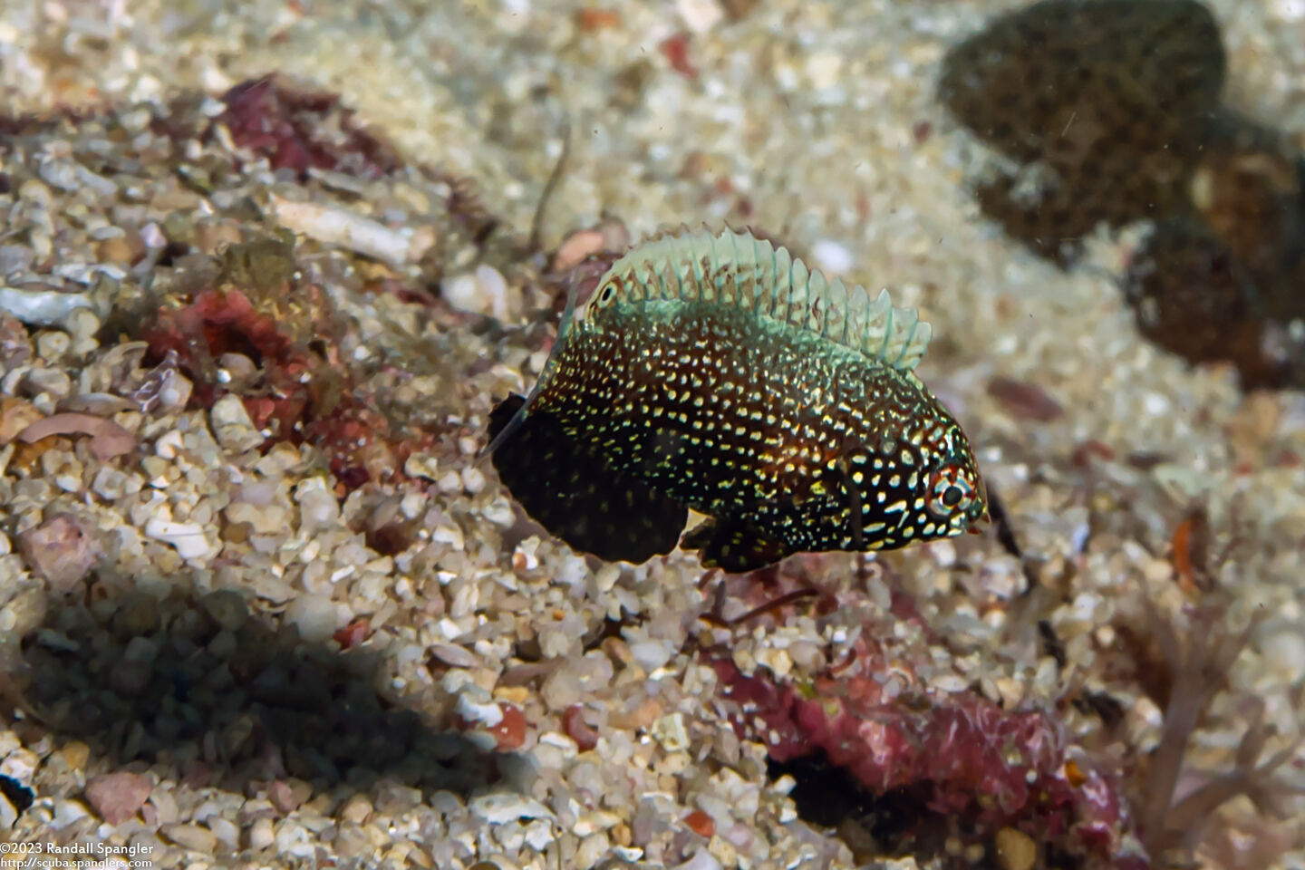 Macropharyngodon negrosensis (Black Leopard Wrasse)