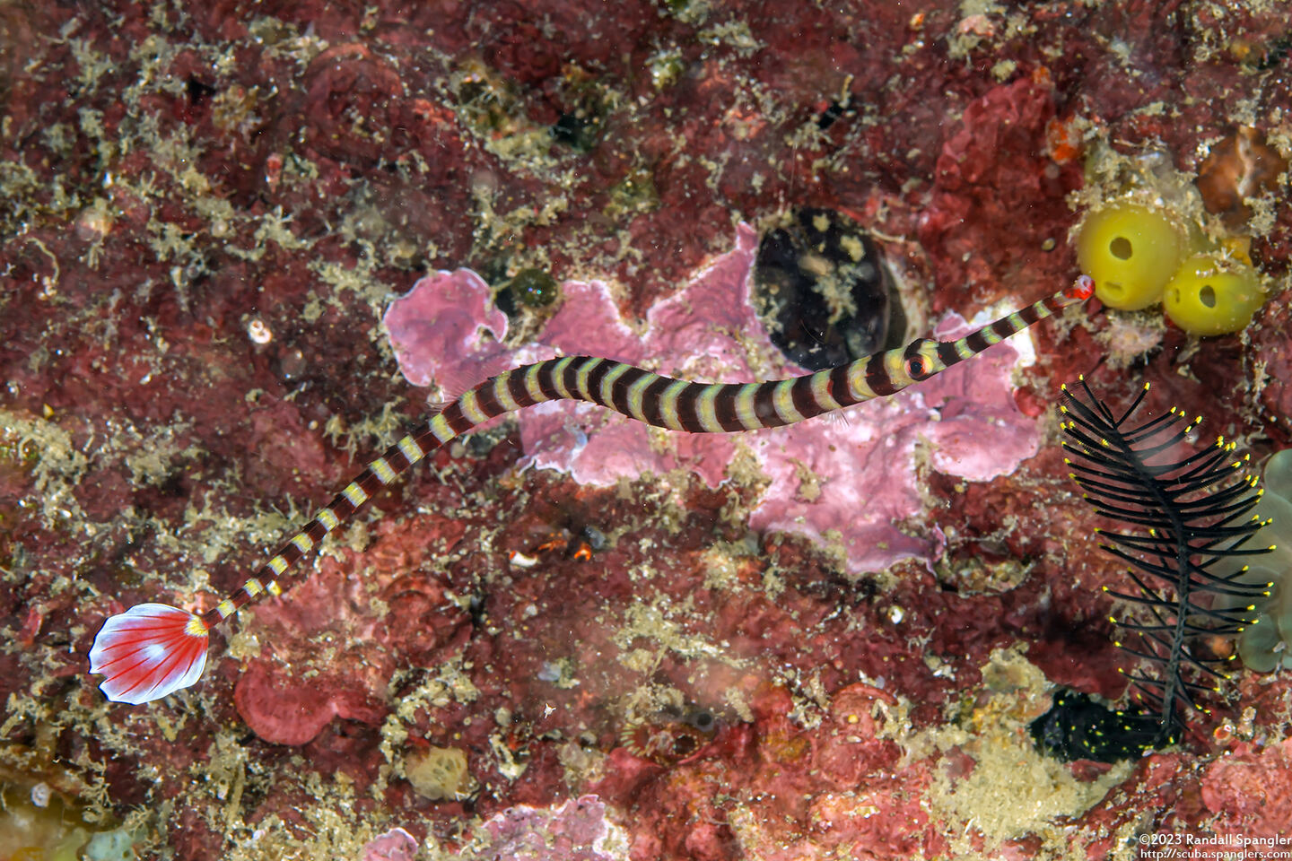 Dunckerocampus dactyliophorus (Ringed Pipefish)