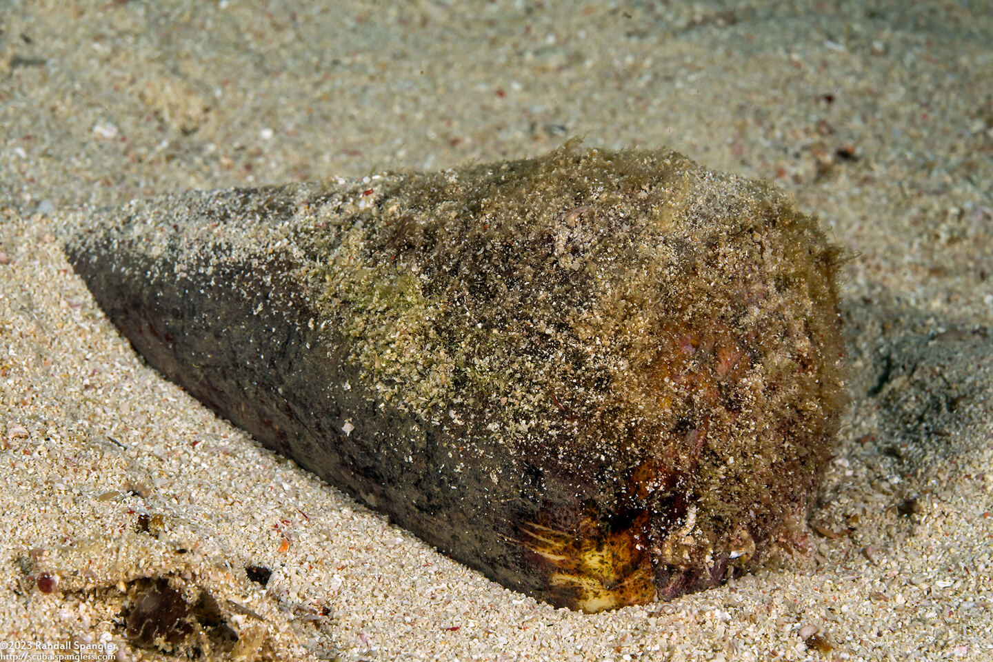 Conus litteratus (Lettered Cone)
