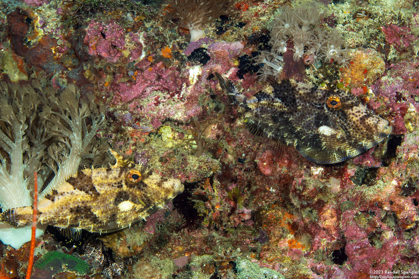 Pseudomonacanthus macrurus (Strapweed Filefish)