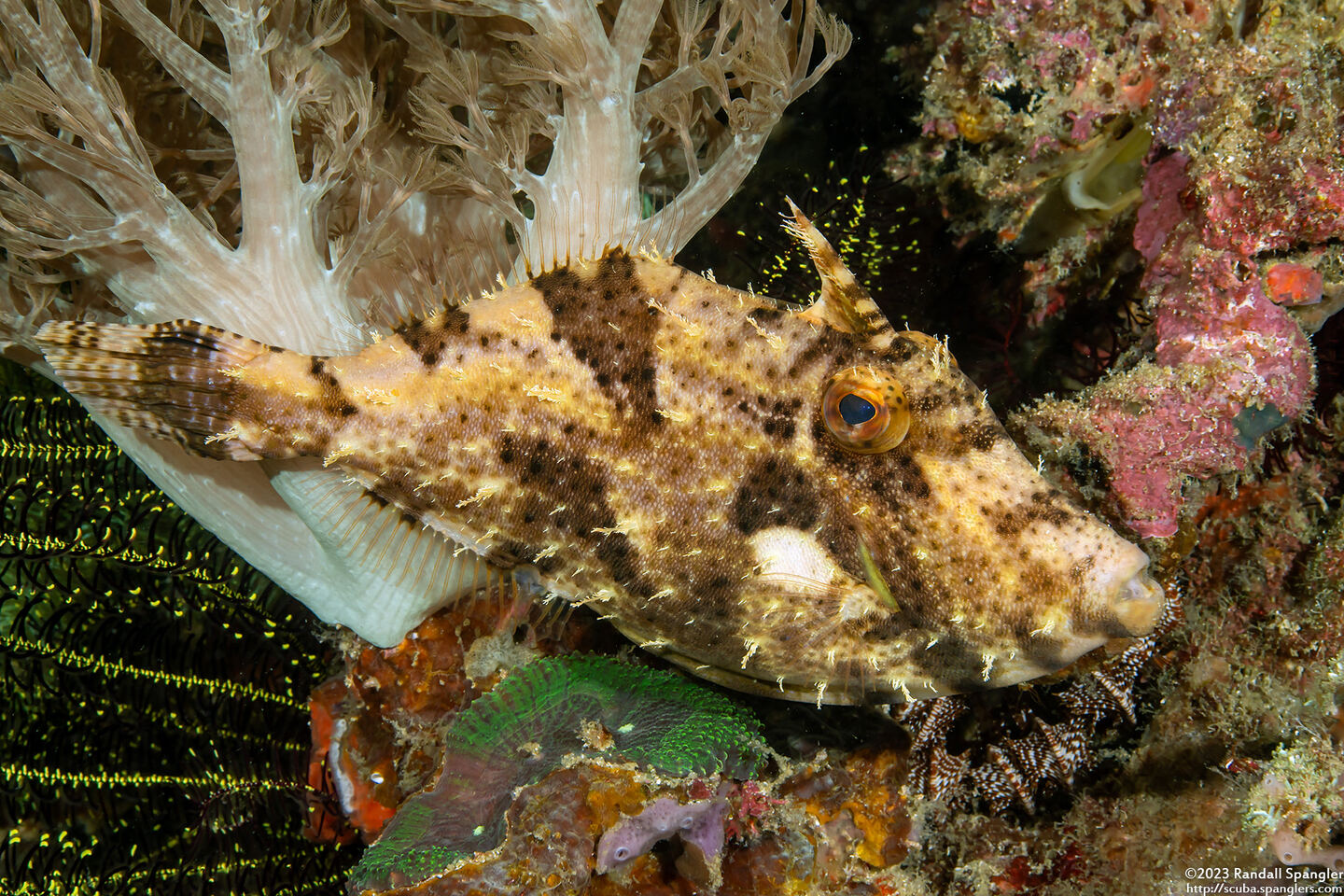Pseudomonacanthus macrurus (Strapweed Filefish)