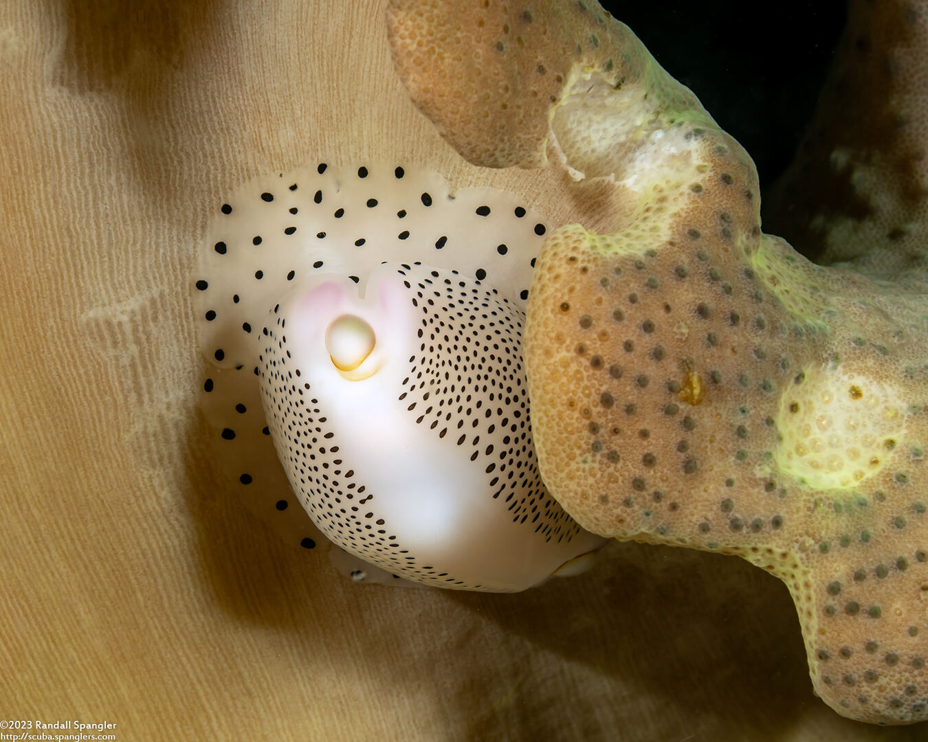 Calpurnus verrucosus (Umbilical Egg Shell)