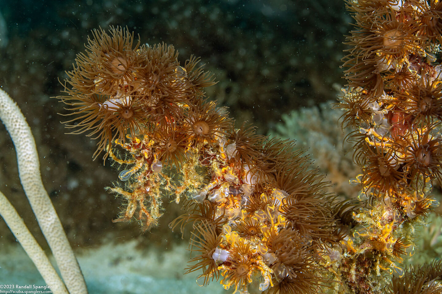 Acrozoanthus australiae (Stick Anemone)