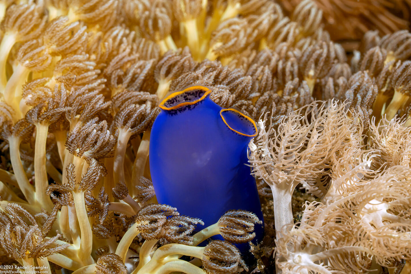 Clavelina coerulea (Clavelina Coerulea)