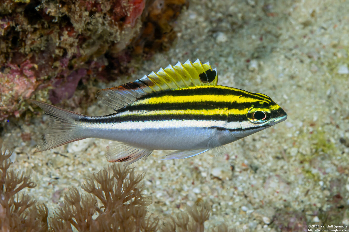 Scolopsis bilineata (Bridled Monocle Bream)