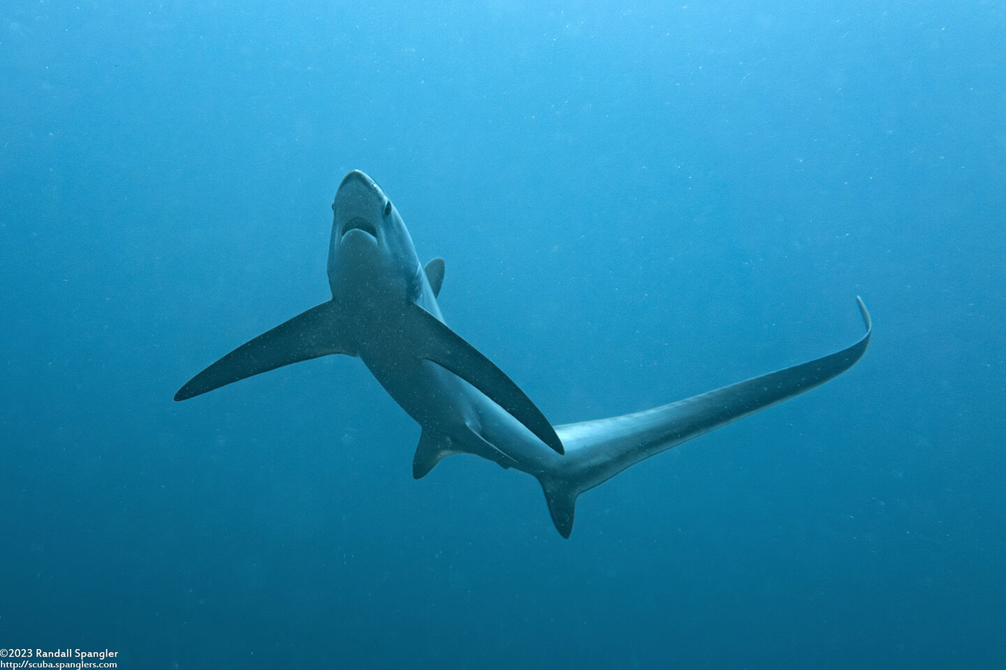 Alopias pelagicus (Pelagic Thresher Shark)