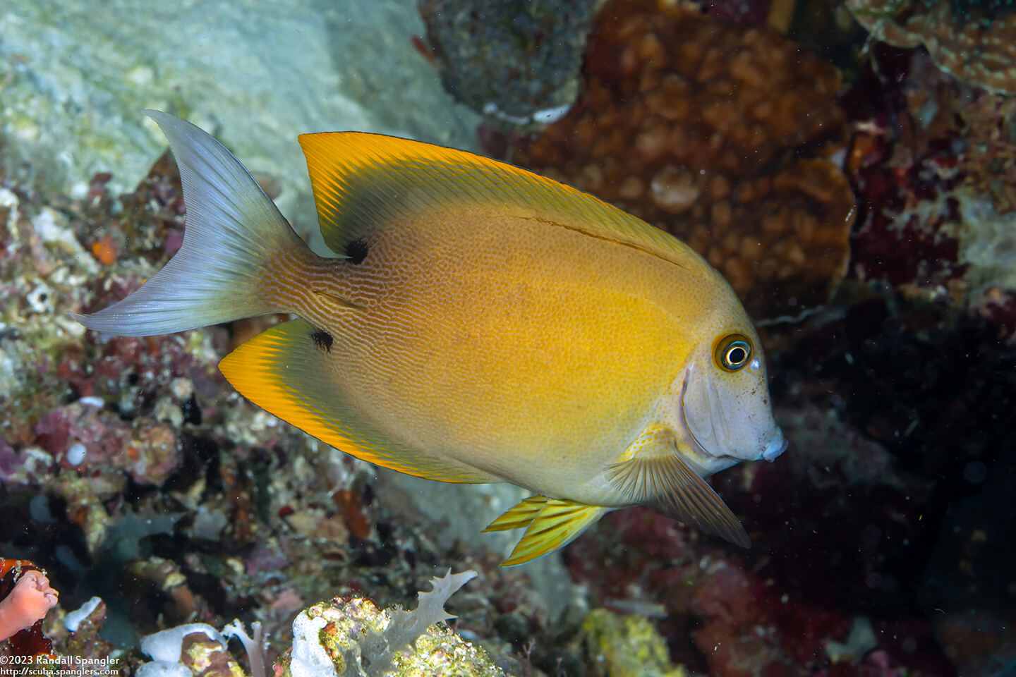 Ctenochaetus tominiensis (Tomini Bristletooth)