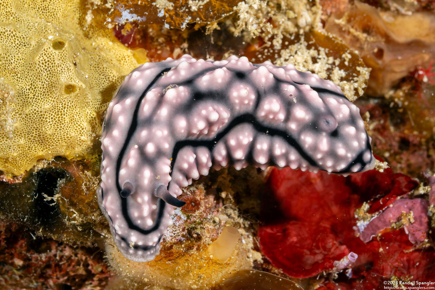 Phyllidiopsis krempfi (Phyllidiopsis Krempfi)