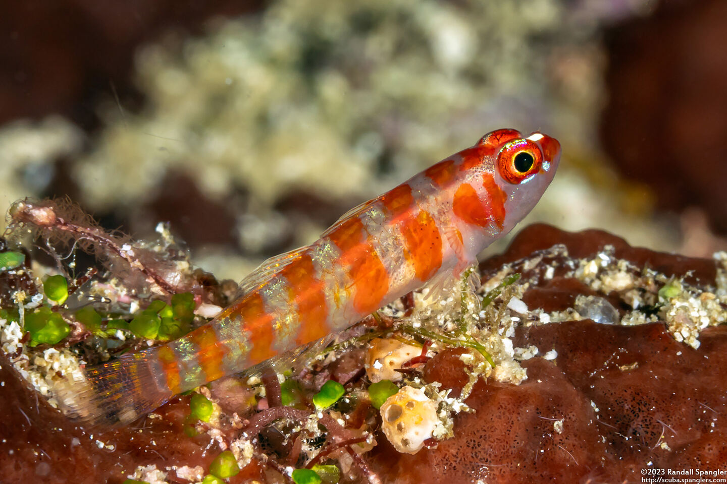 Trimma cana (Candycane Pygmygoby)