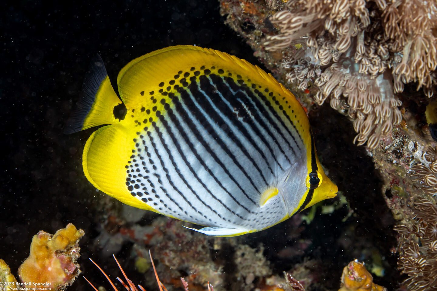 Chaetodon ocellicaudus (Spot-Tail Butterflyfish)