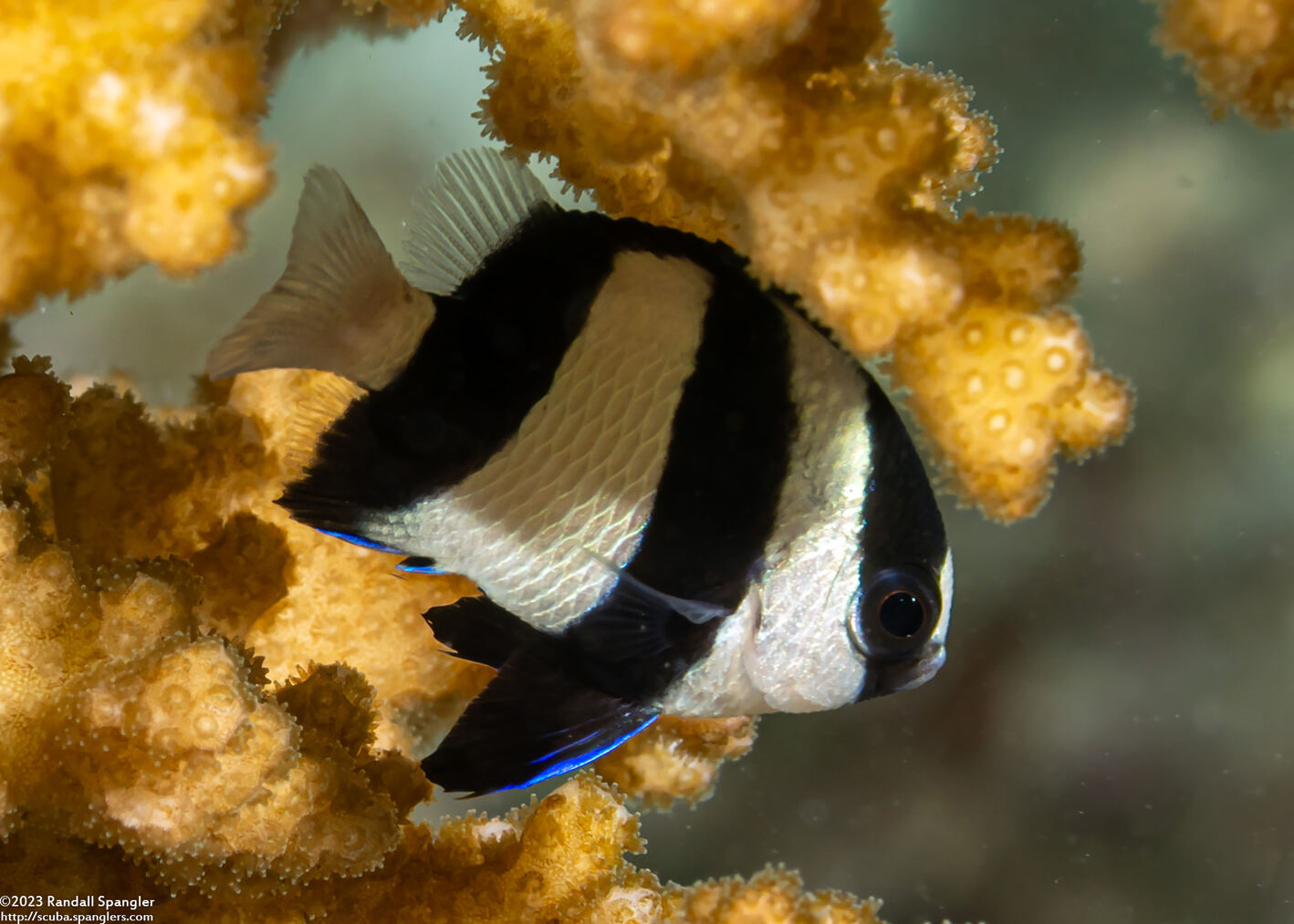 Dascyllus aruanus (Humbug Dascyllus)
