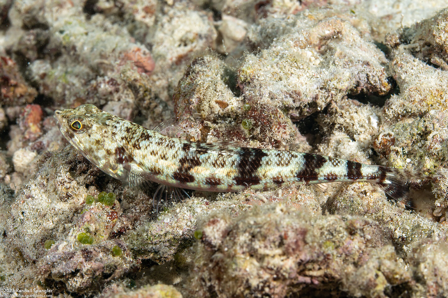 Synodus binotatus (Twospot Lizardfish)
