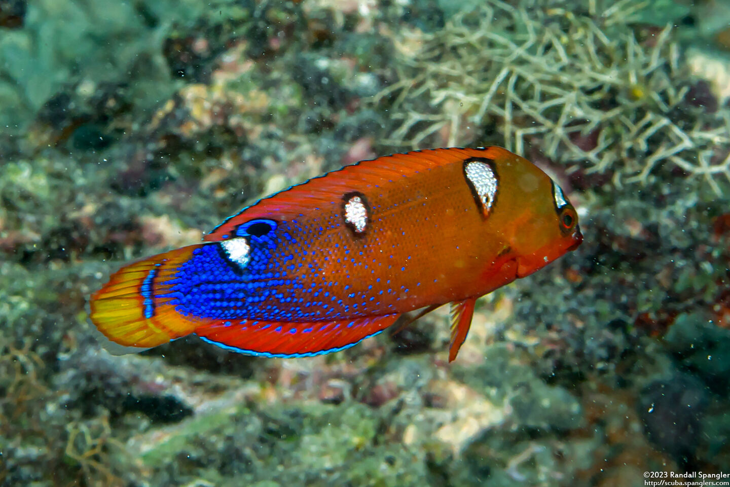 Coris gaimard (Yellowtail Coris)