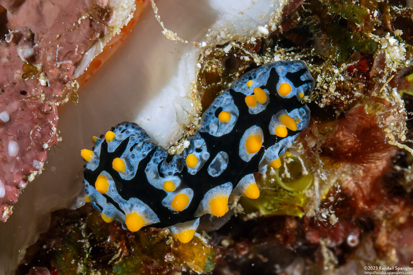 Phyllidia picta (Painted Phyllidia)