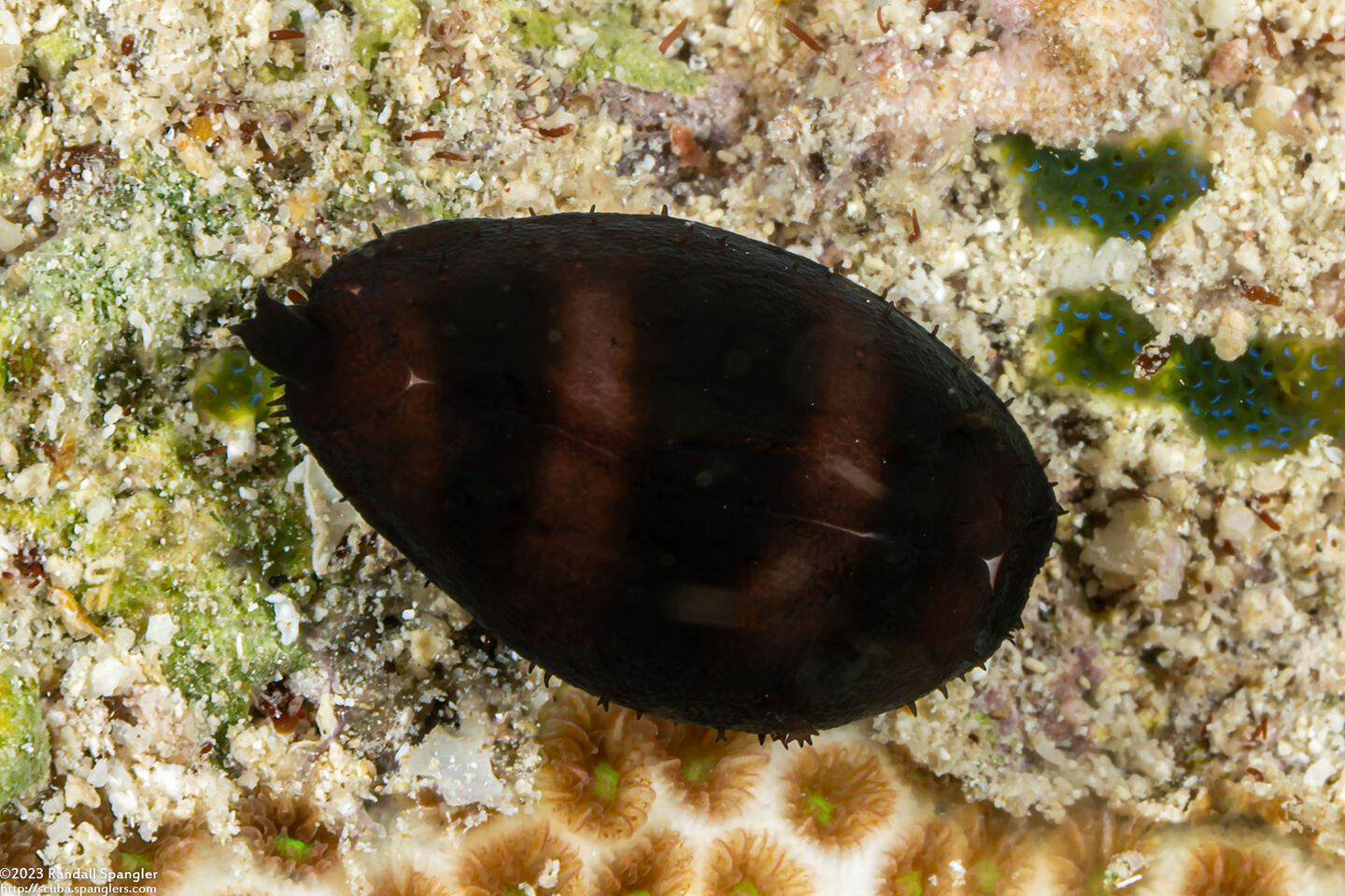 Palmadusta asellus (Asellus Cowry)