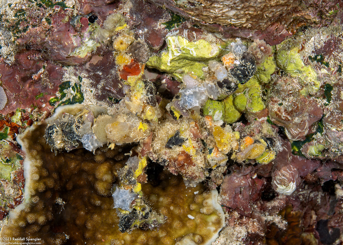 Camposcia retusa (Blunt Decorator Crab)