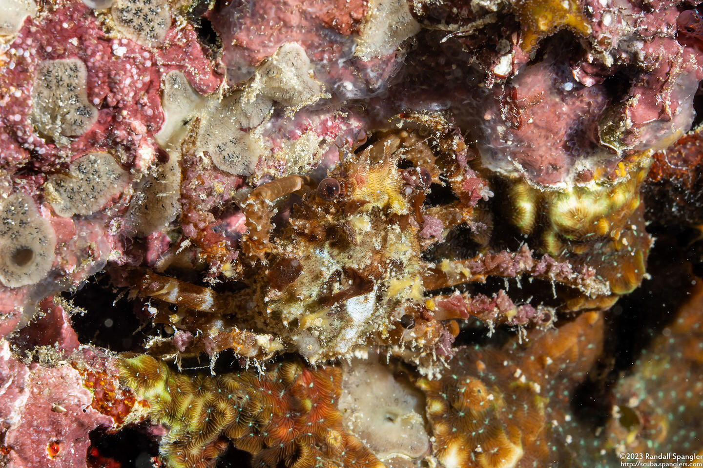 Tiarinia sp.1 (Red-Eyed Decorator Crab)