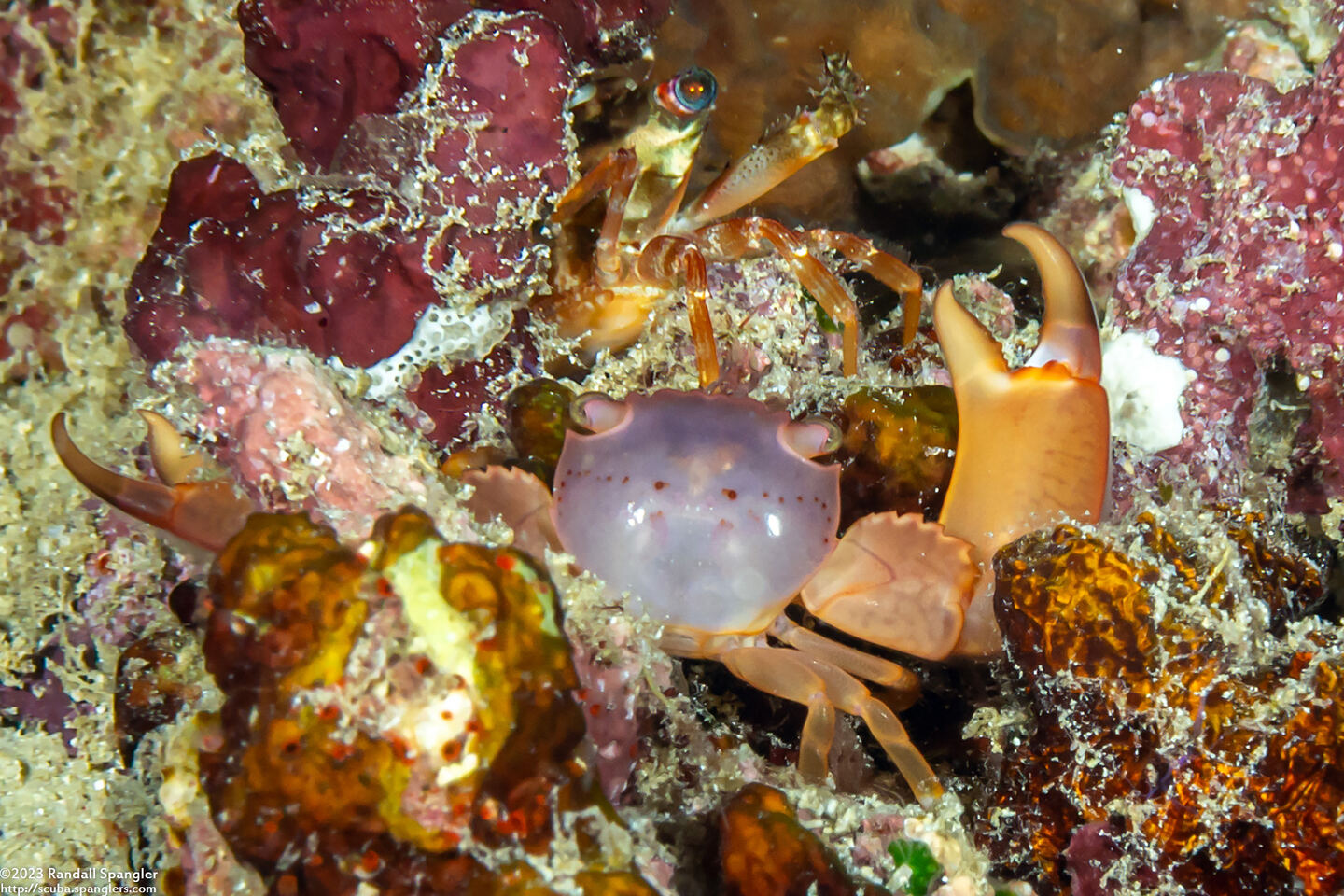 Trapezia cymodoce (Red-Dotted Guard Crab)