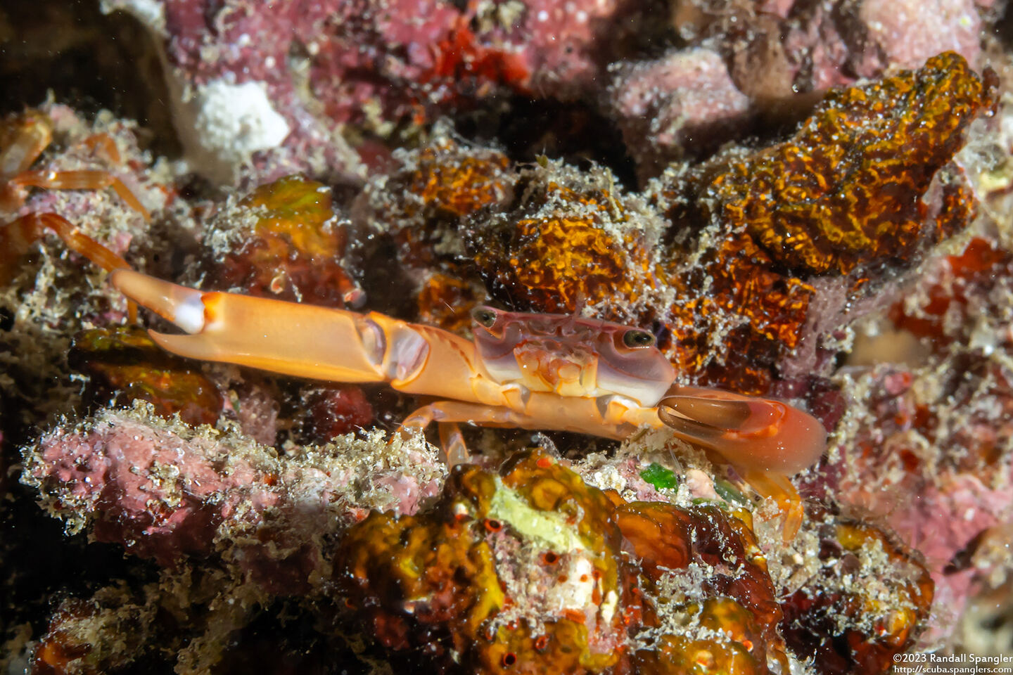 Trapezia cymodoce (Red-Dotted Guard Crab)