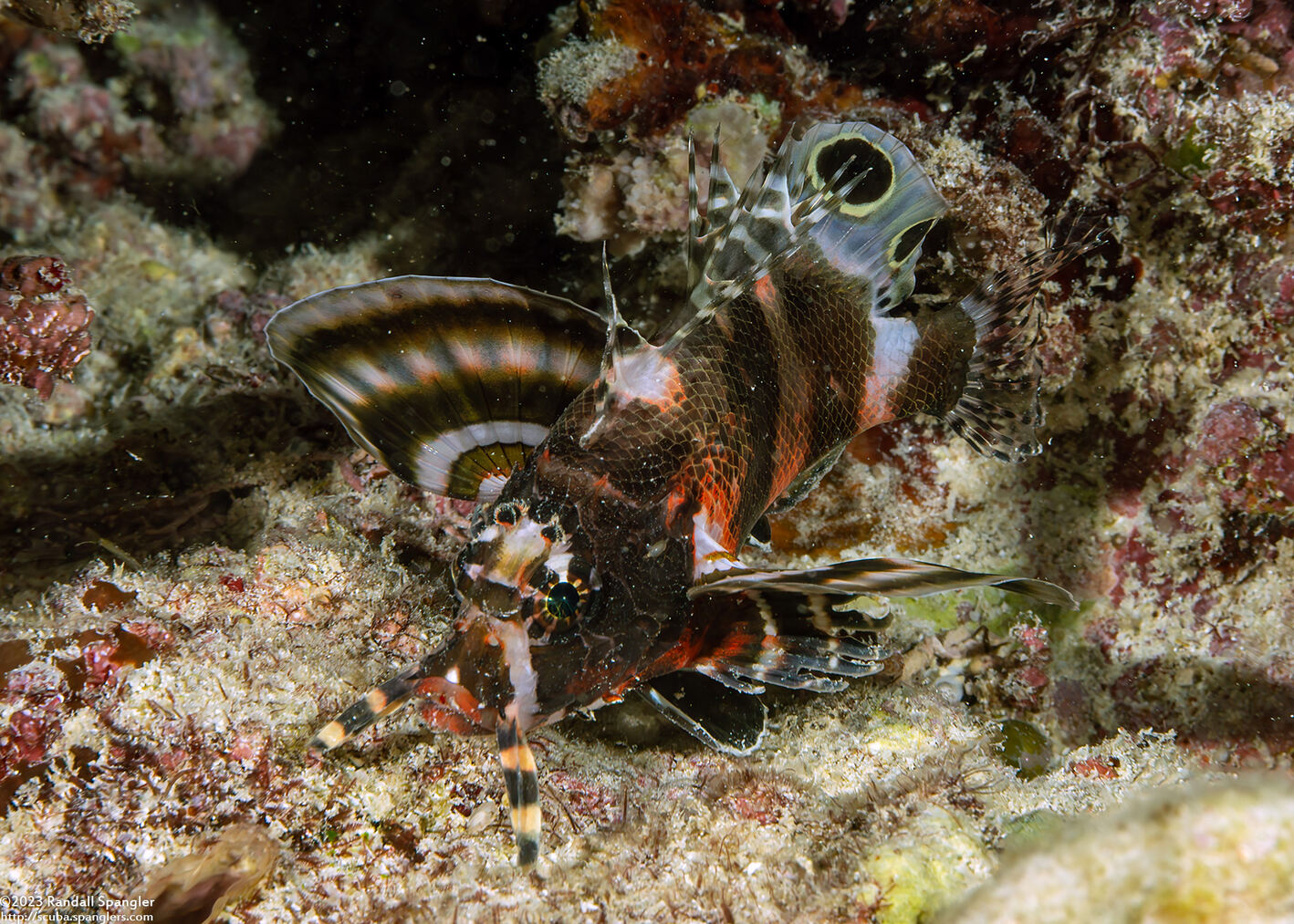 Dendrochirus biocellatus (Twinspot Lionfish)
