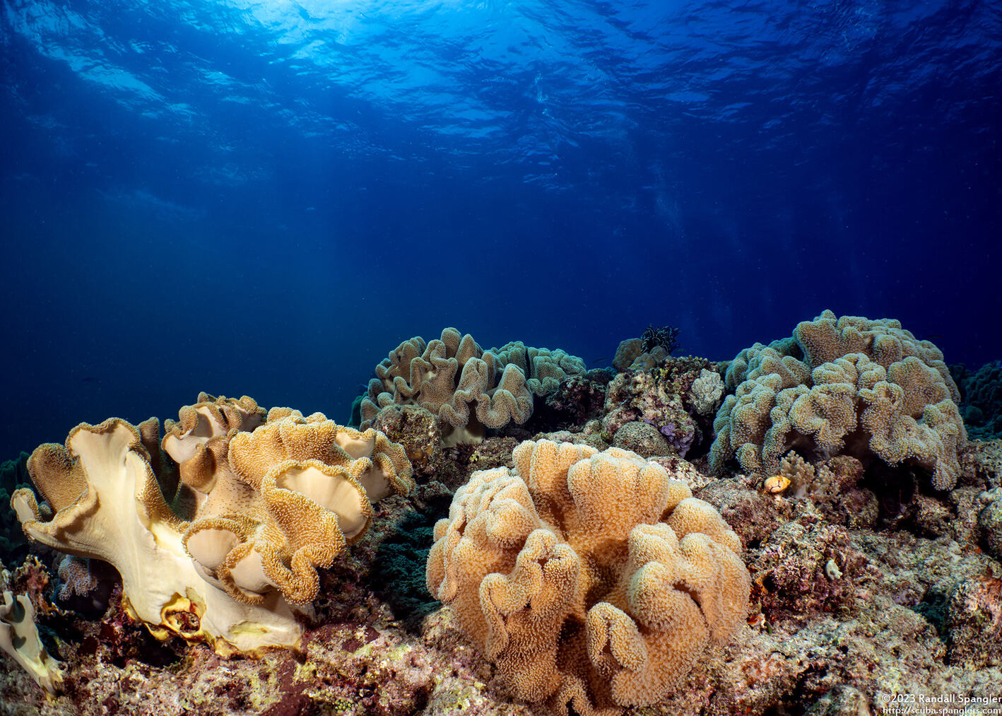Sarcophyton trocheliophorum (Elephant Ear Coral)