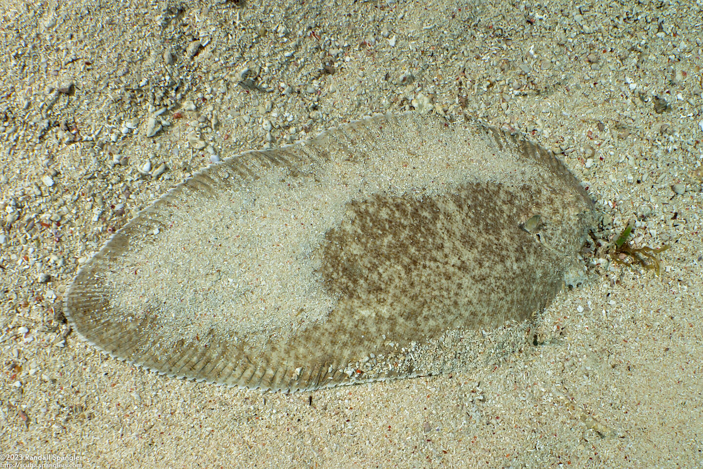 Brachirus aspilos (Margined Sole)