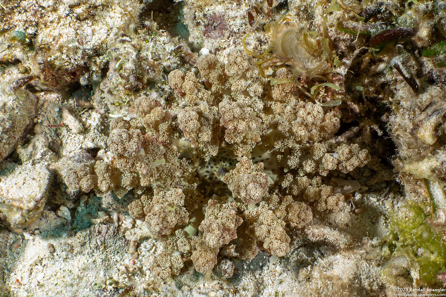 Actinodendron arboreum (Branching Anemone)