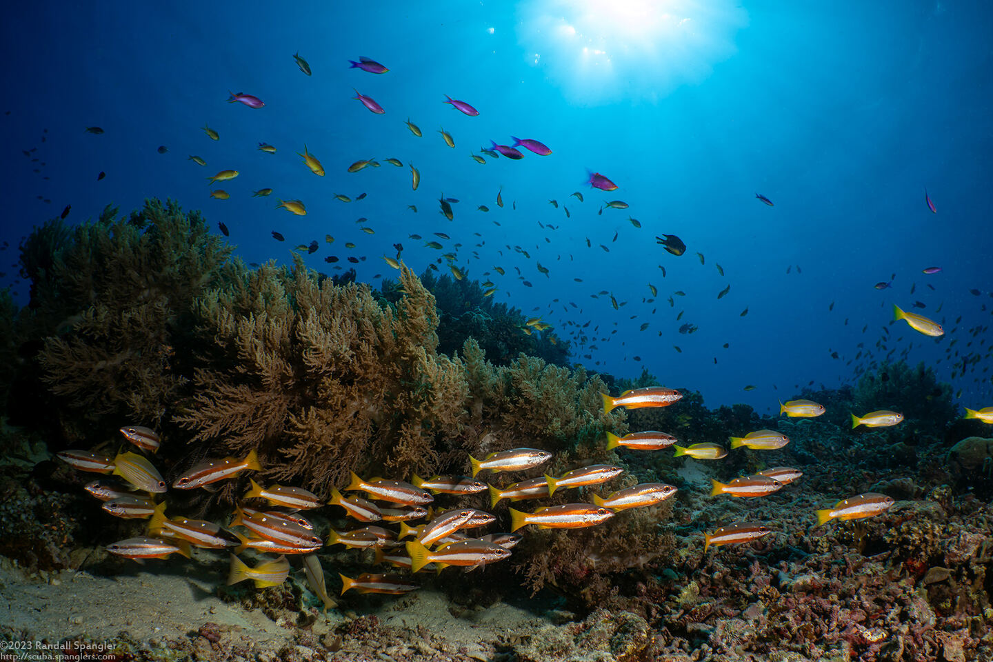 Lutjanus biguttatus (Twospot Snapper)