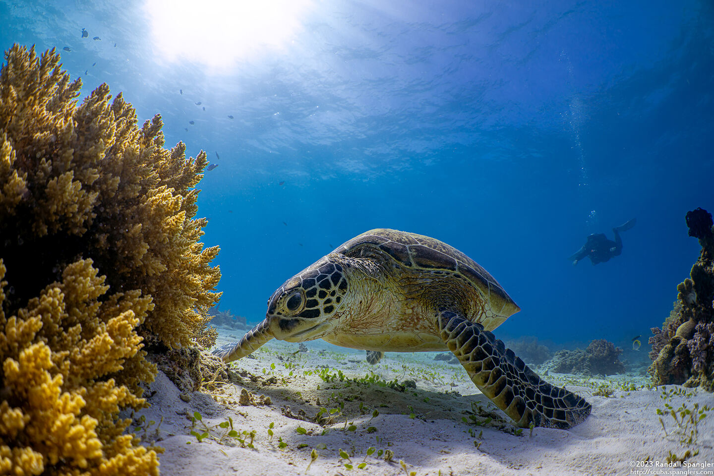 Chelonia mydas (Green Sea Turtle)
