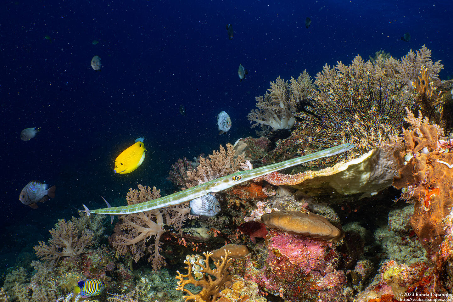Fistularia commersonii (Bluespotted Cornetfish)
