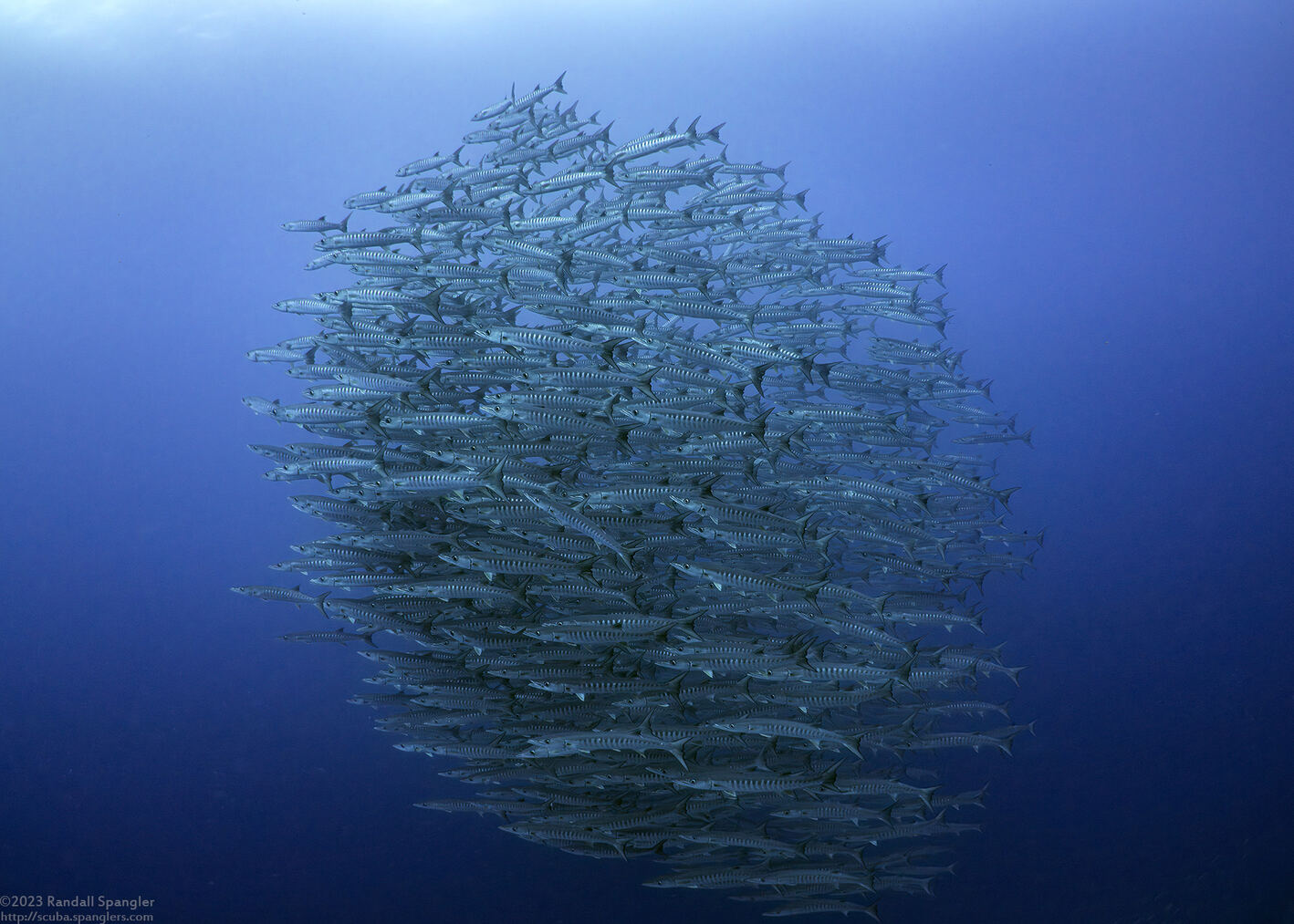 Sphyraena qenie (Blackfin Barracuda)
