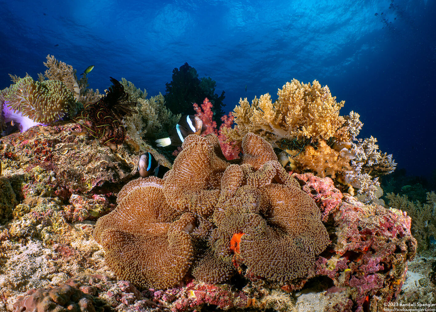 Stichodactyla mertensii (Merten's Carpet Anemone)