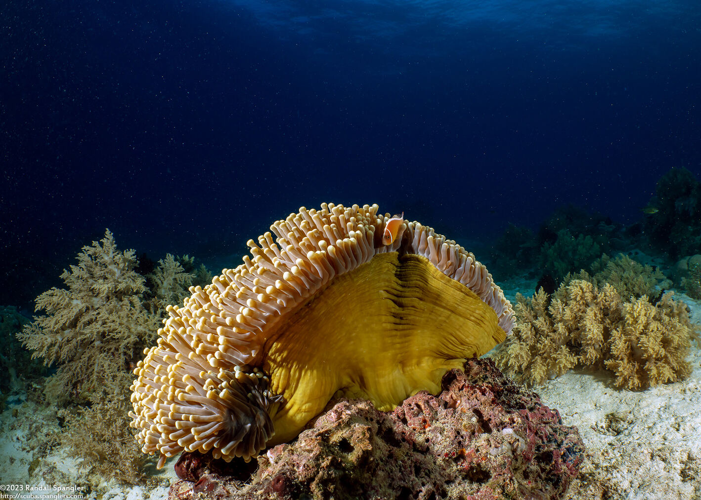 Heteractis magnifica (Magnificent Sea Anemone)