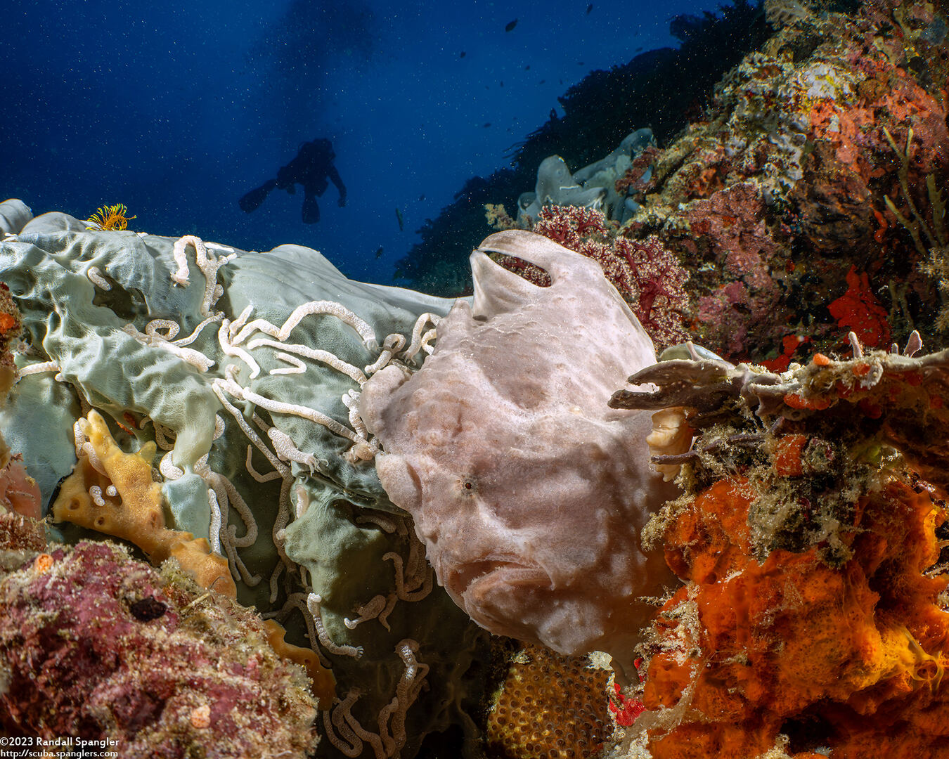 Antennarius commerson (Commerson's Frogfish)