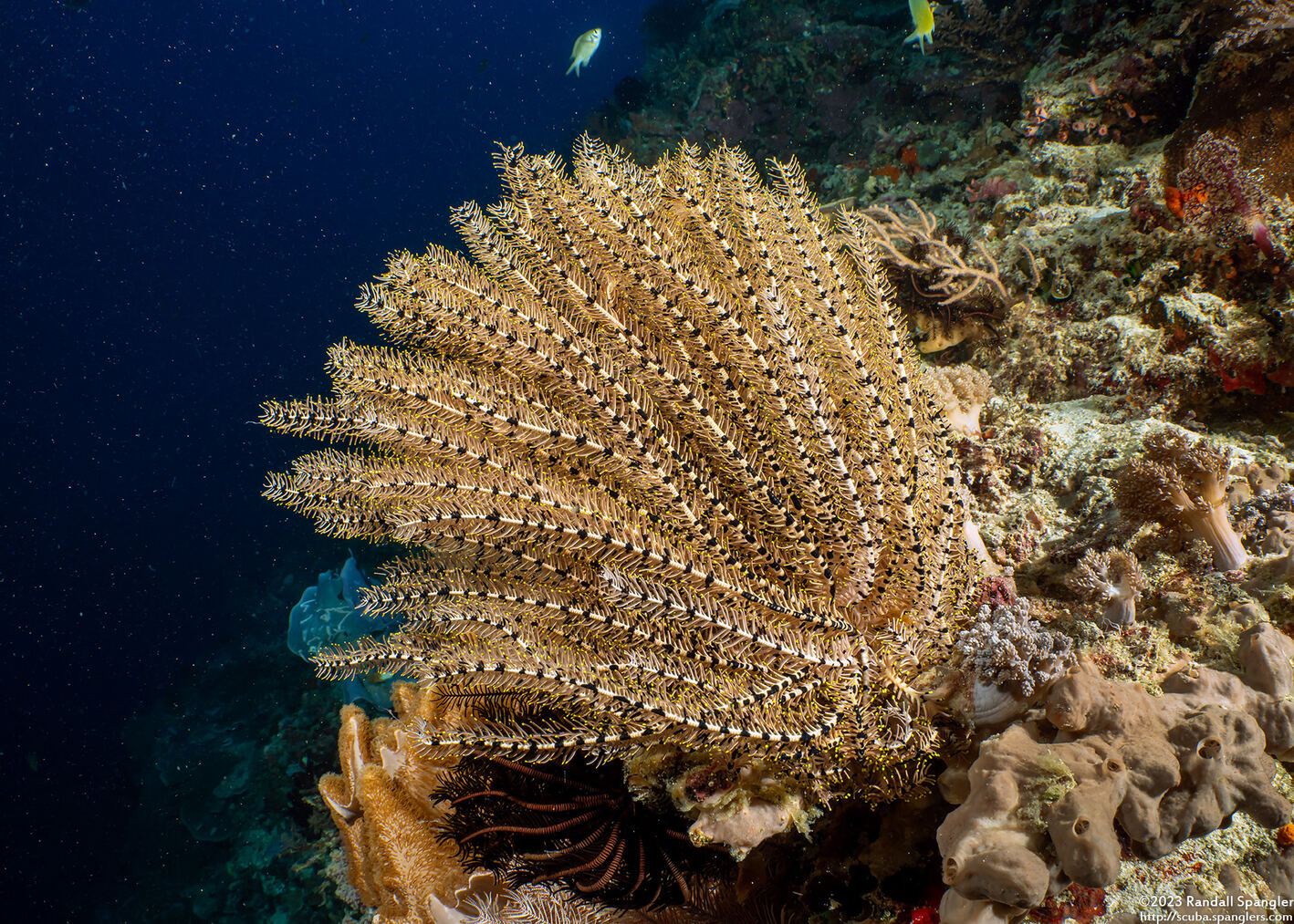 Clarkcomanthus alternans (Legless Feather Star)
