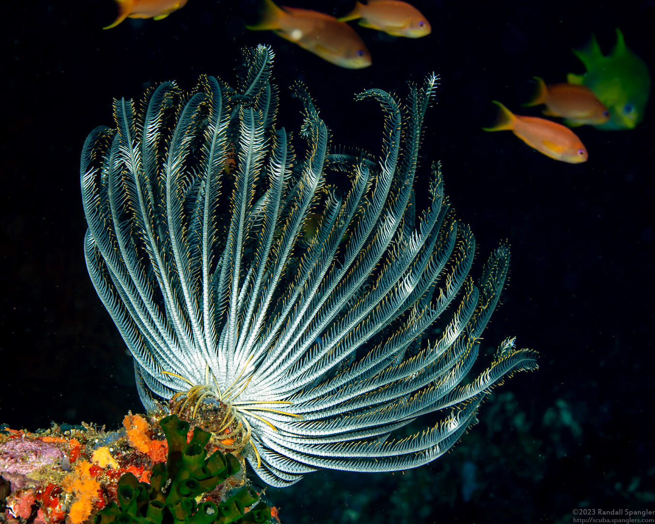 Anneissia bennetti (Bennett's Feather Star)