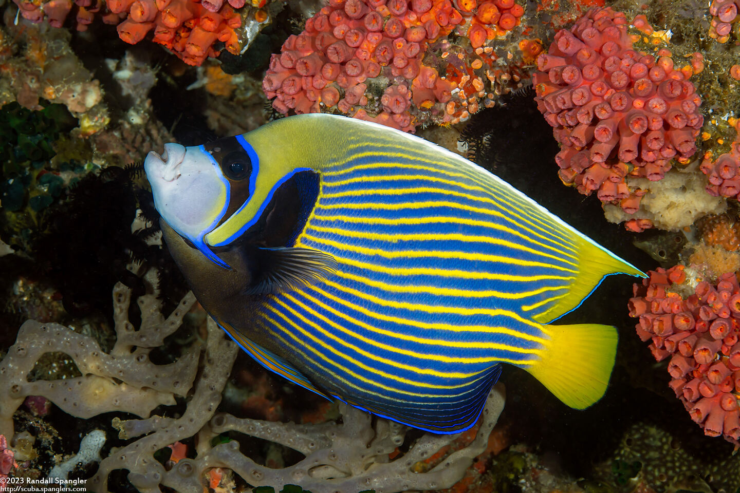 Pomacanthus imperator (Emperor Angelfish)