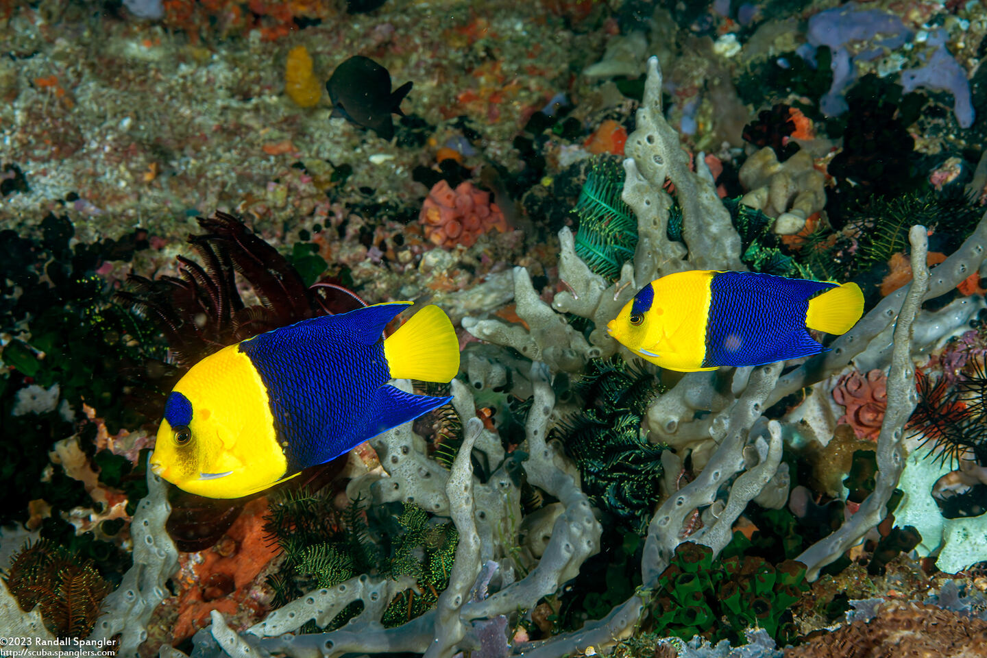 Centropyge bicolor (Bicolor Angelfish)