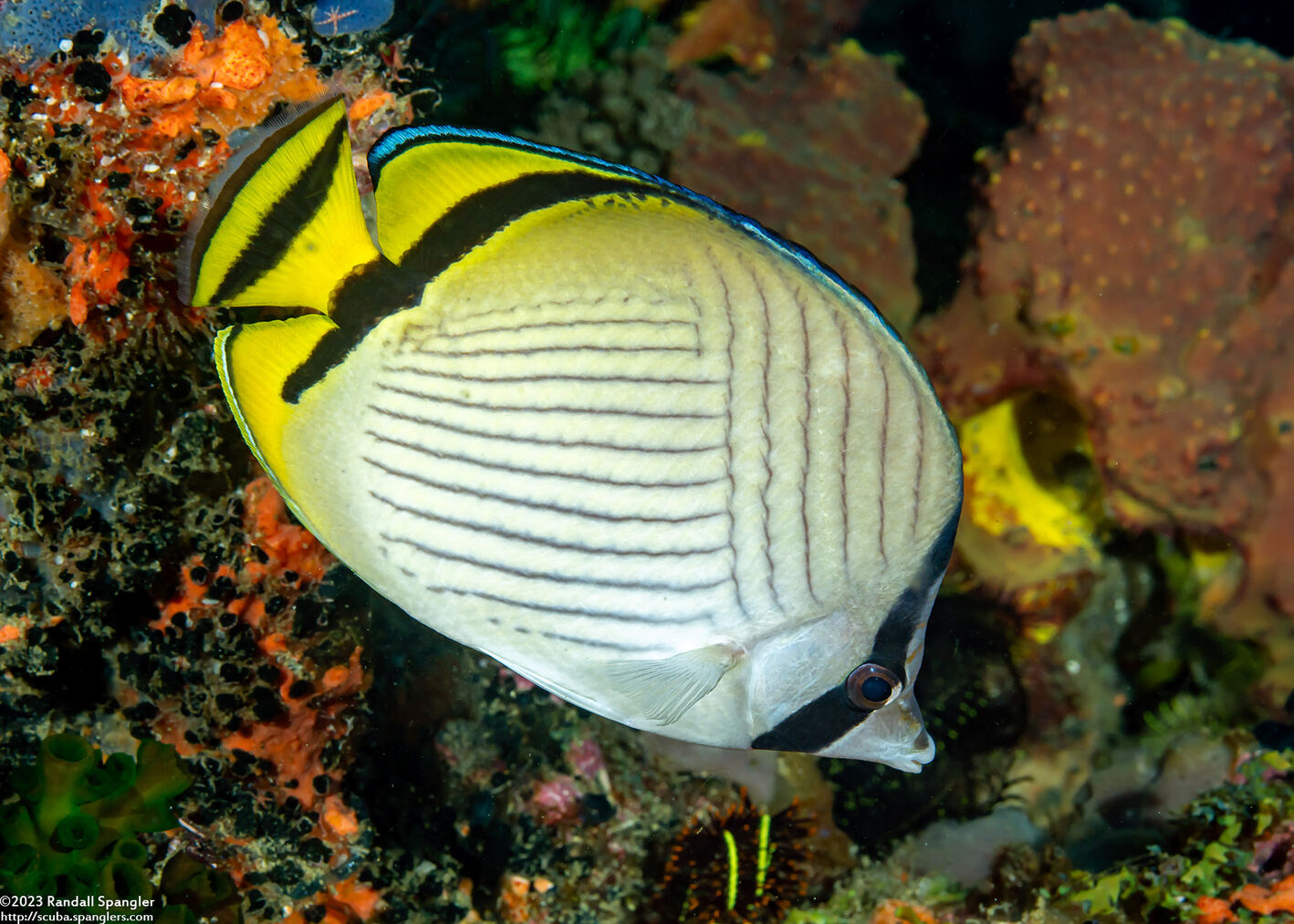 Chaetodon vagabundus (Vagabond Butterflyfish)