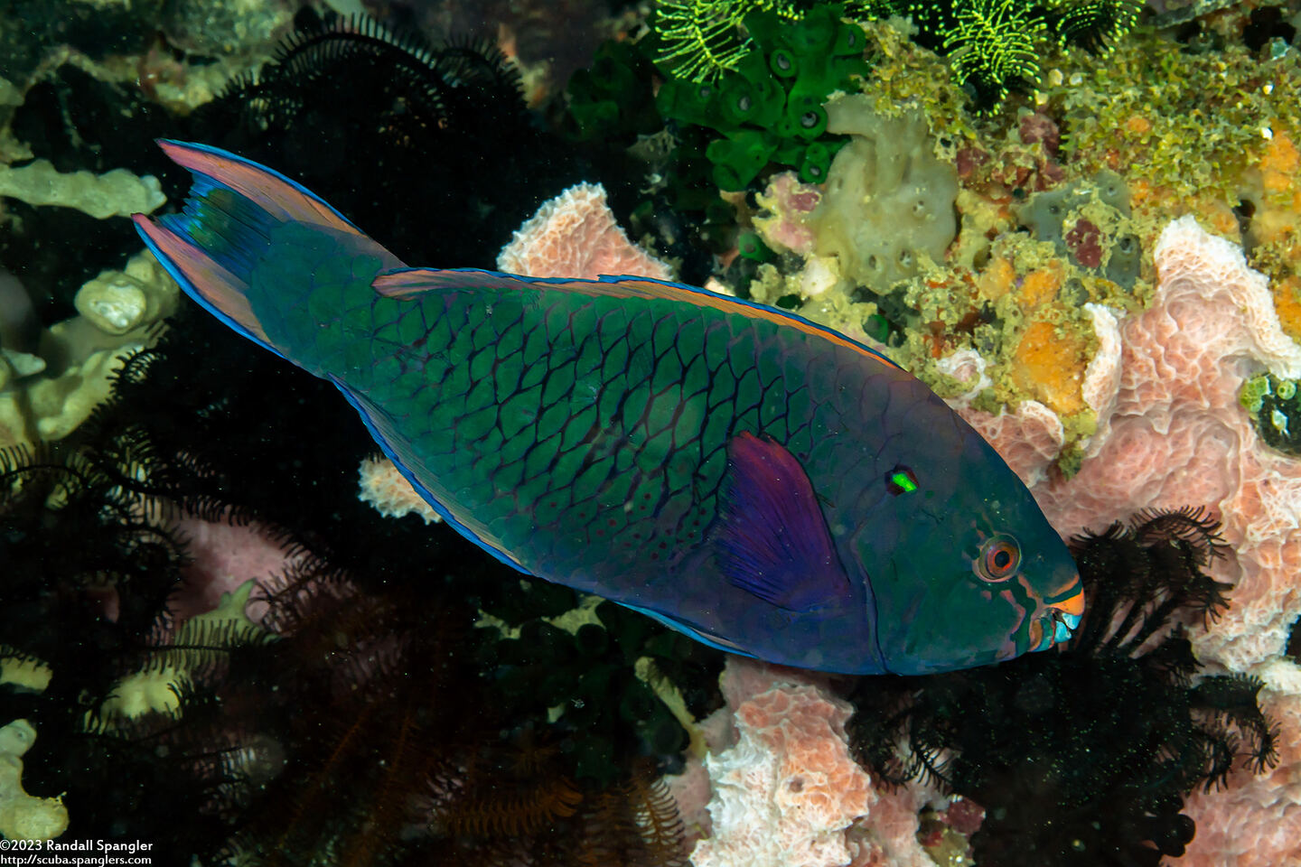 Scarus niger (Dusky Parrotfish)
