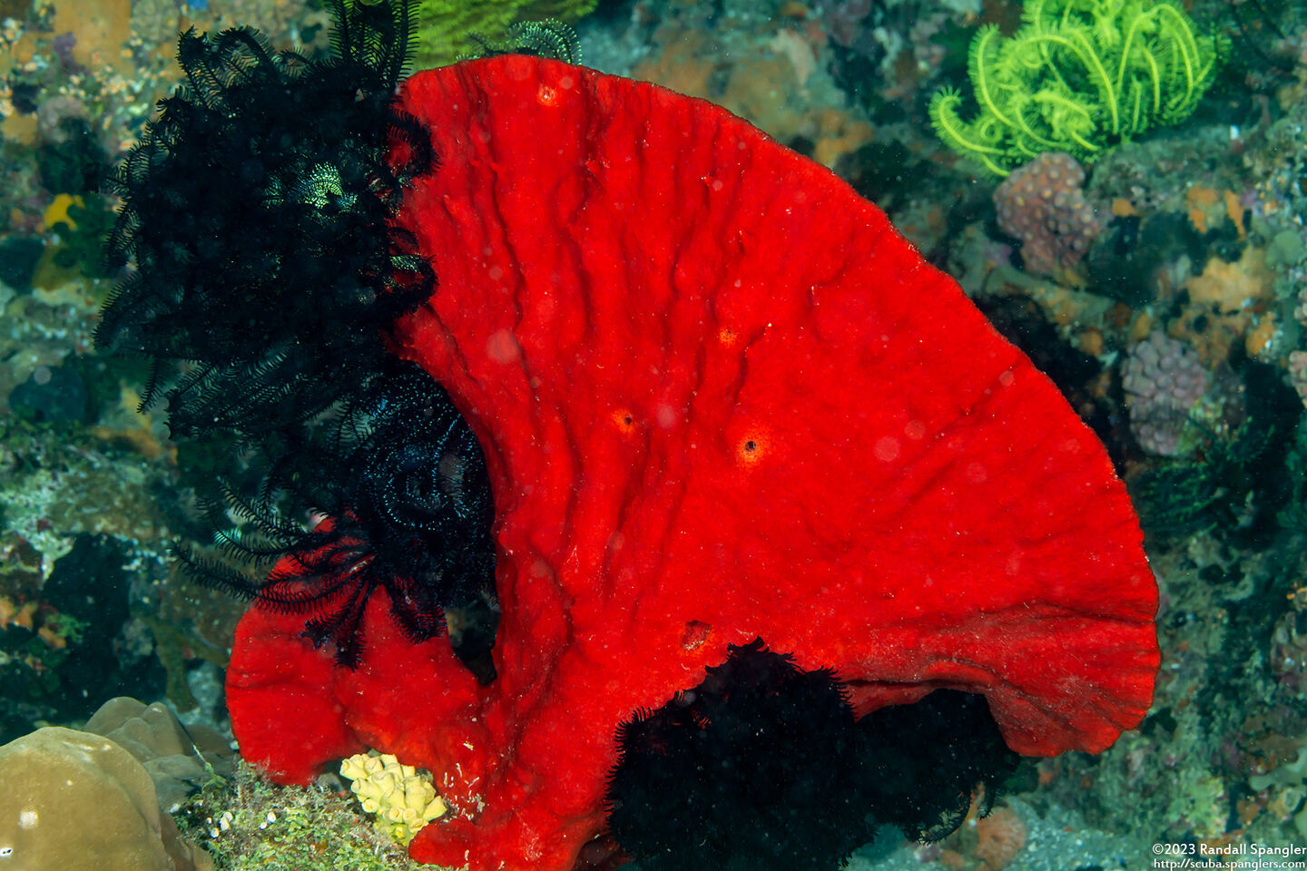 Echinodictyum sp.1 (Echinodictyum sp.1)