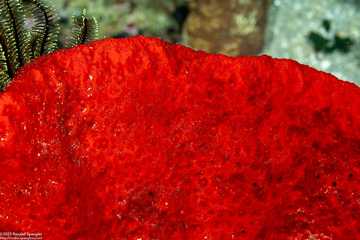 Echinodictyum sp.1 (Echinodictyum sp.1)