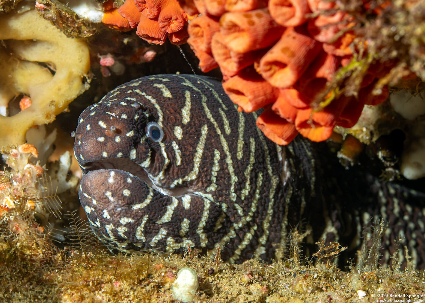 Gymnomuraena zebra (Zebra Moray)