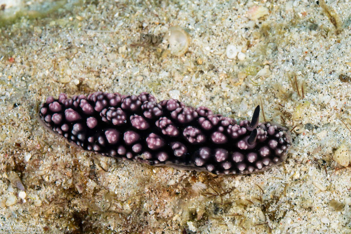 Phyllidiopsis fissurata (Phyllidiopsis Fissurata)