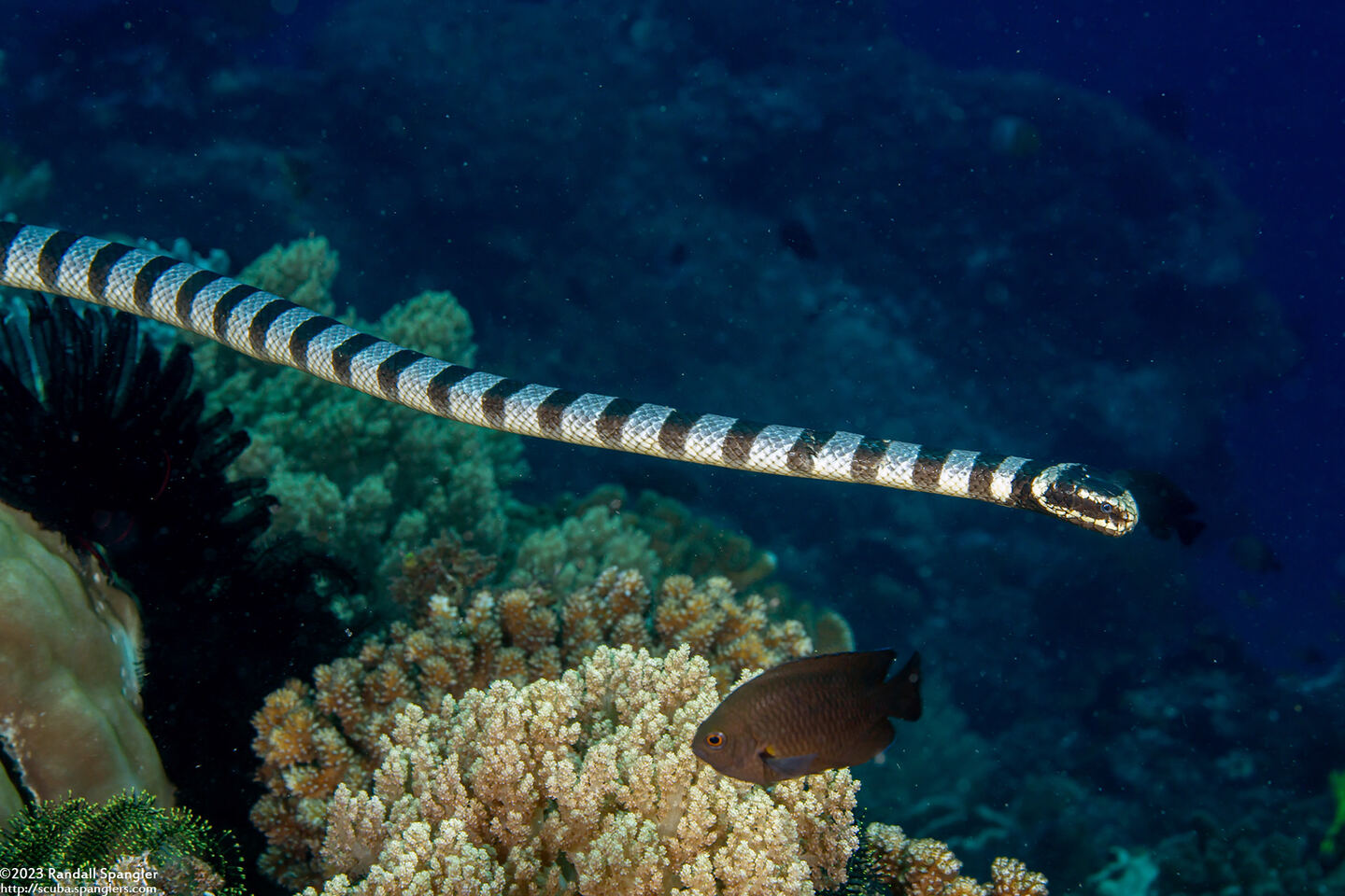 Laticauda colubrina (Banded Sea Krait)